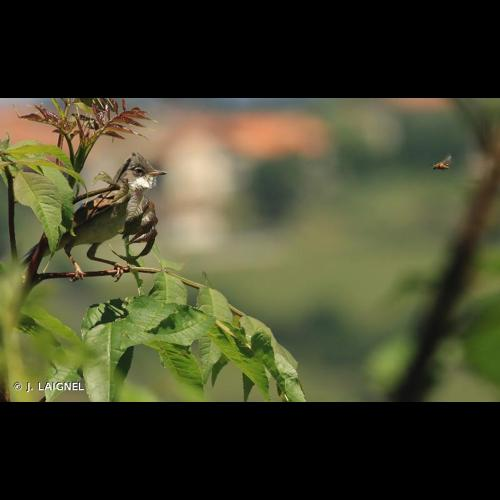 <i>Sylvia communis</i> Latham, 1787 &copy; J. LAIGNEL