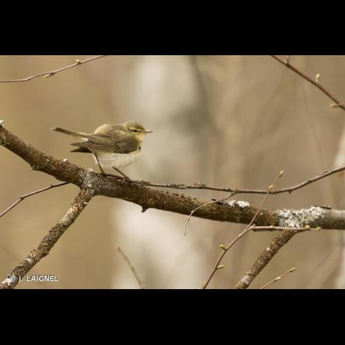 <i>Phylloscopus trochilus</i> (Linnaeus, 1758) &copy; J. LAIGNEL