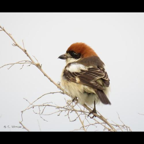 <i>Lanius senator</i> Linnaeus, 1758 &copy; S. Wroza