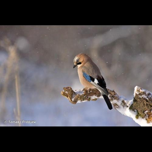 <i>Garrulus glandarius</i> (Linnaeus, 1758) &copy; Tomasz Proszek