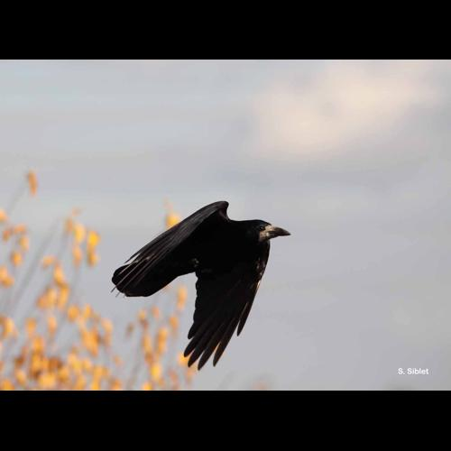 <i>Corvus frugilegus</i> Linnaeus, 1758 &copy; S. Siblet
