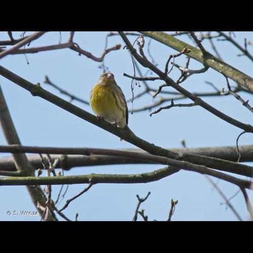 <i>Serinus serinus</i> (Linnaeus, 1766) &copy; S. Wroza