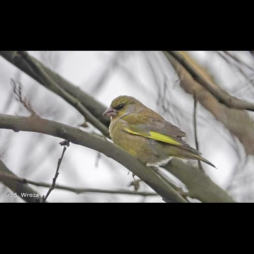 <i>Chloris chloris</i> (Linnaeus, 1758) &copy; S. Wroza