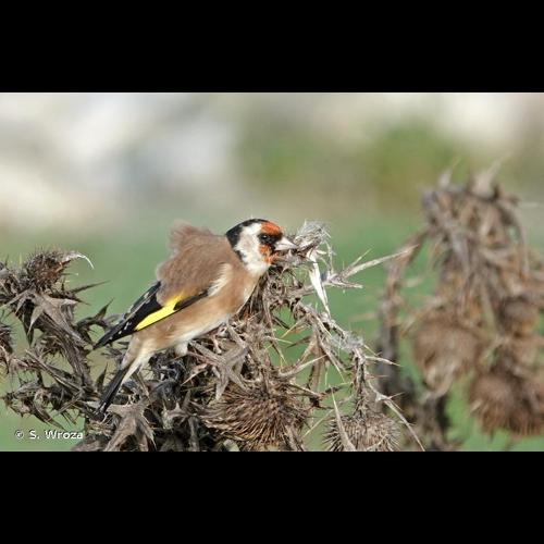 <i>Carduelis carduelis</i> (Linnaeus, 1758) &copy; S. Wroza