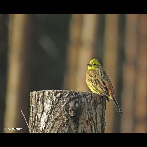 <i>Emberiza citrinella</i> Linnaeus, 1758 &copy; S. Wroza
