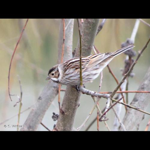 <i>Emberiza schoeniclus</i> (Linnaeus, 1758) &copy; S. Wroza