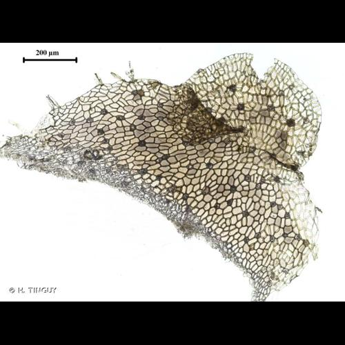 <i>Lunularia cruciata</i> (L.) Dumort. ex Lindb., 1868 &copy; H. TINGUY