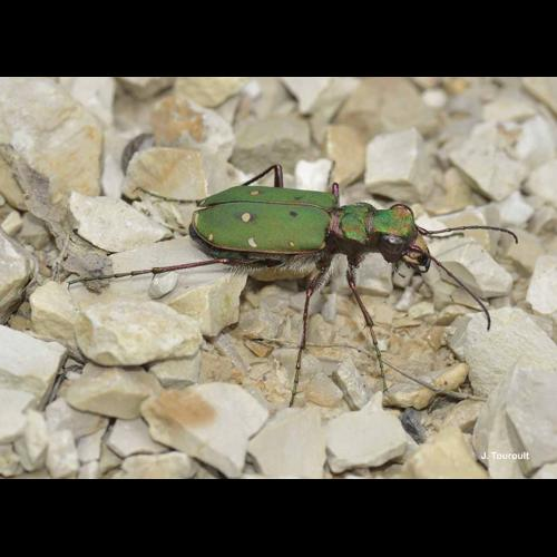 <i>Cicindela campestris</i> Linnaeus, 1758 &copy; J. Touroult