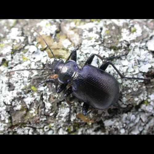 <i>Calosoma inquisitor</i> (Linnaeus, 1758) &copy; B. Calmont