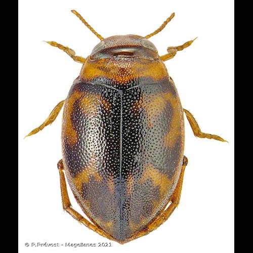 <i>Hygrotus inaequalis</i> (Fabricius, 1777) &copy; P.Prévost - Magellanes 2021