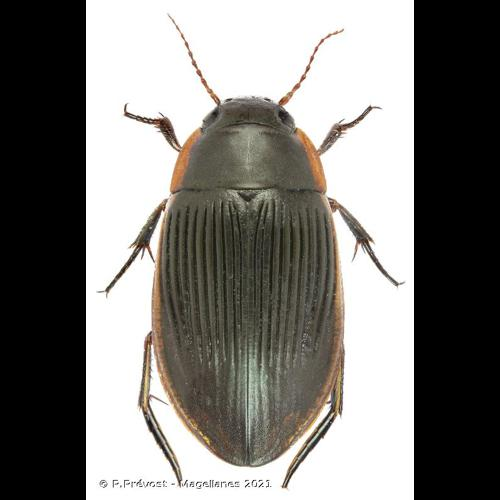<i>Dytiscus semisulcatus</i> O.F. Müller, 1776 &copy; P.Prévost - Magellanes 2021