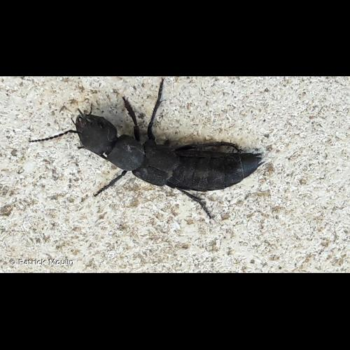 <i>Ocypus olens</i> (O.F. Müller, 1764) &copy; Patrick Moulin