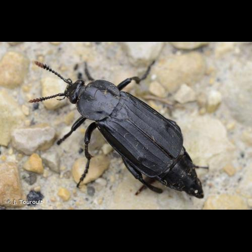 <i>Necrodes littoralis</i> (Linnaeus, 1758) &copy; J. Touroult