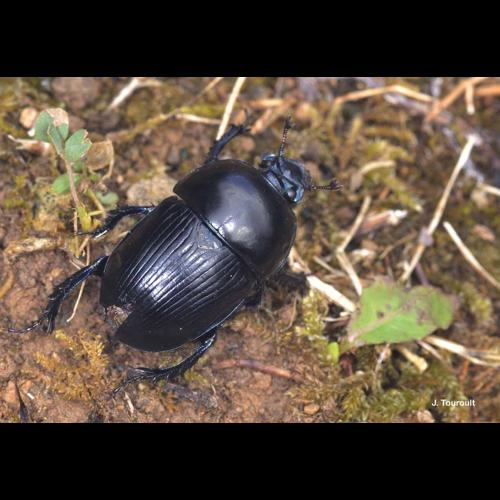 <i>Geotrupes spiniger</i> Marsham, 1802 &copy; J. Touroult