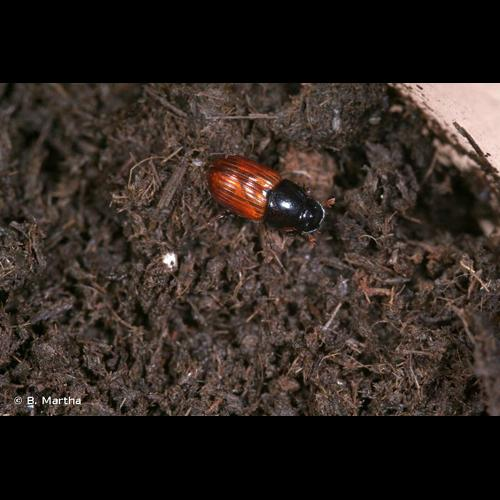 <i>Aphodius fimetarius</i> (Linnaeus, 1758) &copy; B. Martha
