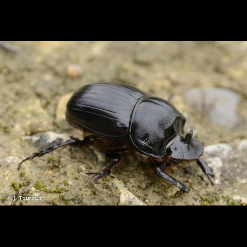 <i>Copris lunaris</i> (Linnaeus, 1758) &copy; J. Touroult