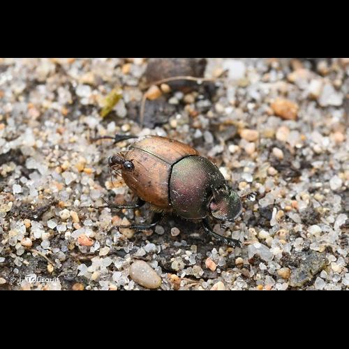 <i>Onthophagus coenobita</i> (Herbst, 1783) &copy; J. Touroult