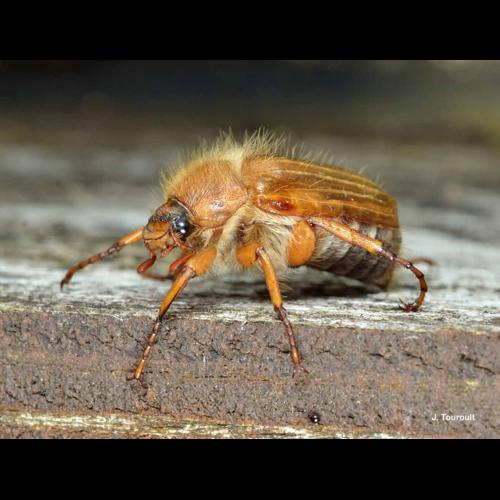 <i>Amphimallon solstitiale</i> (Linnaeus, 1758) &copy; J. Touroult
