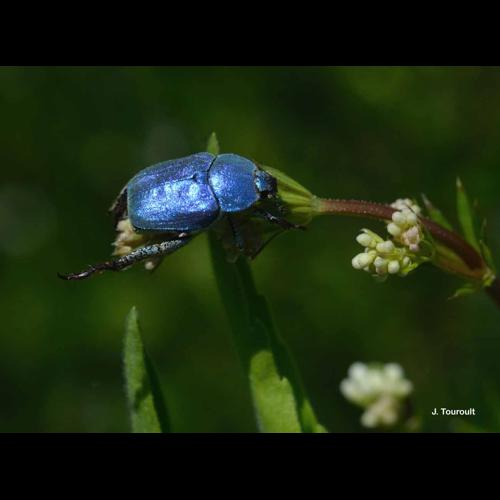 <i>Hoplia coerulea</i> (Drury, 1773) &copy; J. Touroult