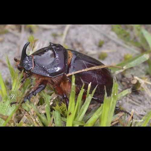<i>Oryctes nasicornis</i> (Linnaeus, 1758) &copy; J. Touroult