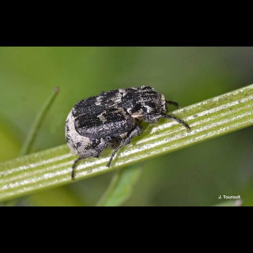 <i>Valgus hemipterus</i> (Linnaeus, 1758) &copy; J. Touroult
