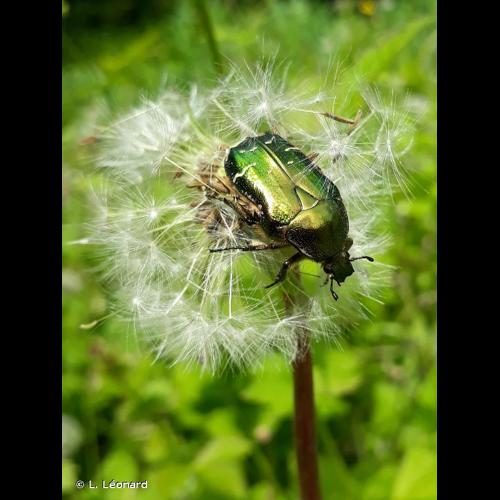 <i>Cetonia aurata</i> (Linnaeus, 1758) &copy; L. Léonard