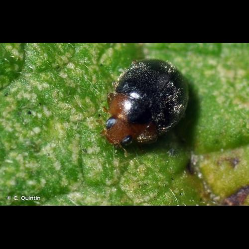 <i>Scymnus rubromaculatus</i> (Goeze, 1777) &copy; C. Quintin