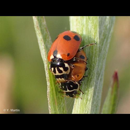 <i>Hippodamia variegata</i> (Goeze, 1777) &copy; 