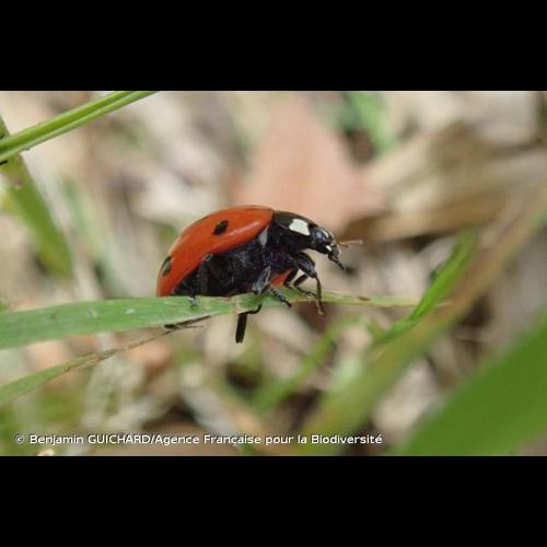 <i>Coccinella septempunctata</i> Linnaeus, 1758 &copy; Benjamin GUICHARD/Agence Française pour la Biodiversité