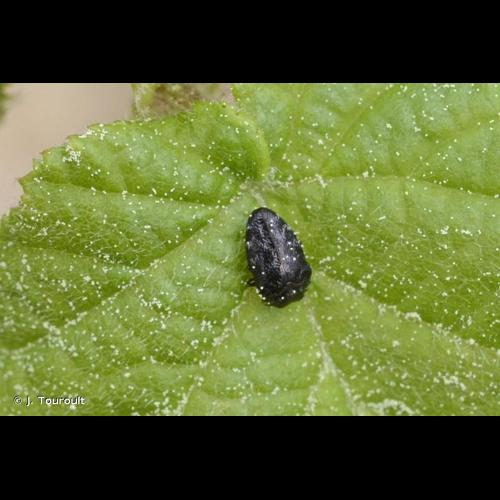 <i>Trachys minutus</i> (Linnaeus, 1758) &copy; J. Touroult