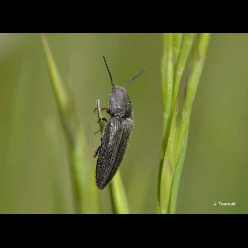 <i>Cidnopus pilosus</i> (Leske, 1785) &copy; J. Touroult