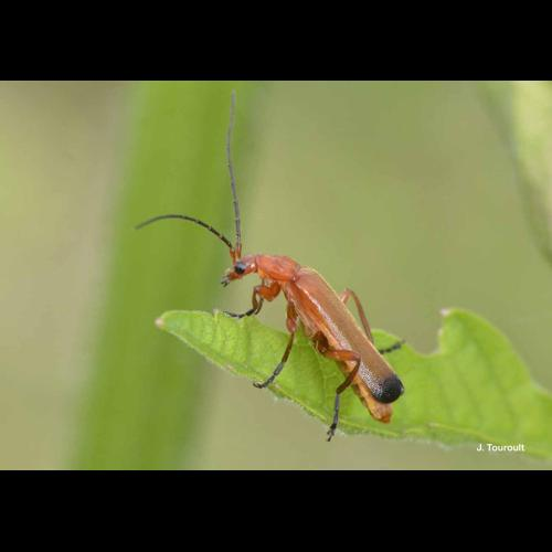 <i>Rhagonycha fulva</i> (Scopoli, 1763) &copy; J. Touroult