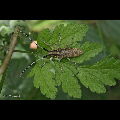 <i>Agapanthia villosoviridescens</i> (De Geer, 1775) &copy; J. Touroult