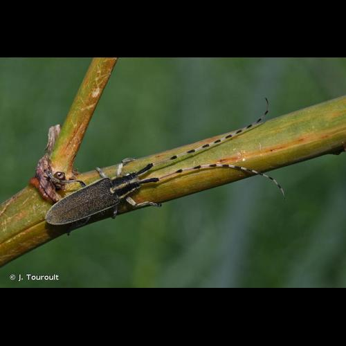 <i>Agapanthia asphodeli</i> (Latreille, 1804) &copy; J. Touroult