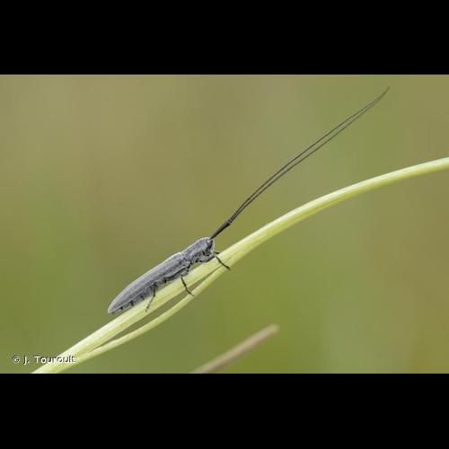 <i>Calamobius filum</i> (Rossi, 1790) &copy; J. Touroult