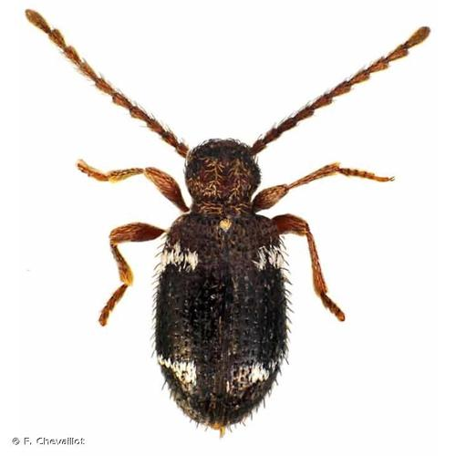 <i>Ptinus aubei</i> Boieldieu, 1854 &copy; F. Chevaillot