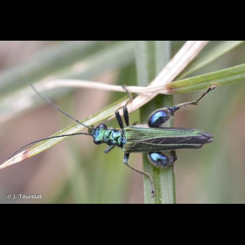 <i>Oedemera nobilis</i> (Scopoli, 1763) &copy; J. Touroult