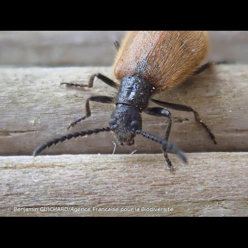 <i>Lagria hirta</i> (Linnaeus, 1758) &copy; Benjamin GUICHARD/Agence Française pour la Biodiversité