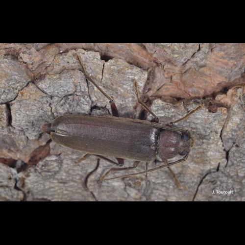 <i>Arhopalus rusticus</i> (Linnaeus, 1758) &copy; J. Touroult