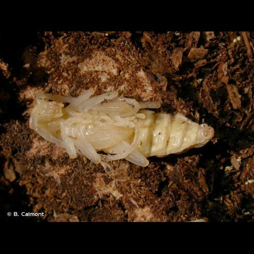 <i>Cerambyx cerdo</i> Linnaeus, 1758 &copy; B. Calmont