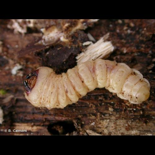 <i>Cerambyx scopolii</i> Fuessly, 1775 &copy; B. Calmont