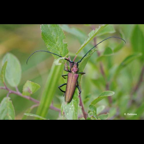 <i>Aromia moschata</i> (Linnaeus, 1758) &copy; O. Delzons