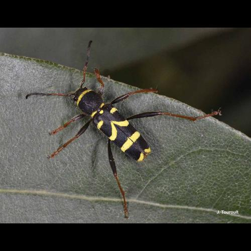 <i>Clytus arietis</i> (Linnaeus, 1758) &copy; J. Touroult