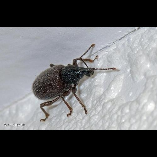 <i>Otiorhynchus rugosostriatus</i> (Goeze, 1777) &copy; C. Quintin