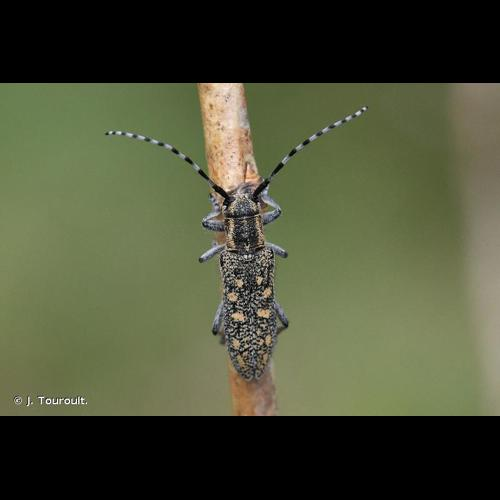 <i>Saperda populnea</i> (Linnaeus, 1758) &copy; J. Touroult.