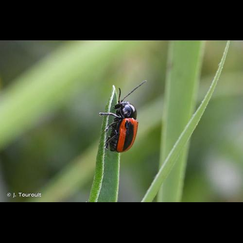 <i>Cryptocephalus bipunctatus</i> (Linnaeus, 1758) &copy; J. Touroult
