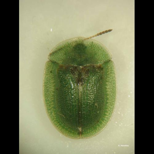 <i>Cassida viridis</i> Linnaeus, 1758 &copy; A. Horellou