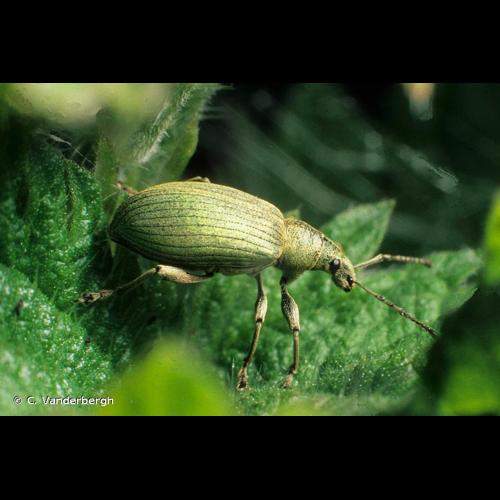 <i>Phyllobius pomaceus</i> Gyllenhal, 1834 &copy; C. Vanderbergh