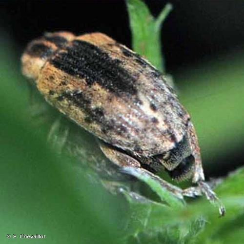 <i>Hypera postica</i> (Gyllenhal, 1813) &copy; F. Chevaillot