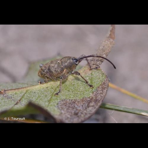 <i>Curculio glandium</i> Marsham, 1802 &copy; J. Touroult